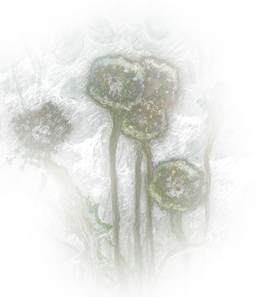 Dandelion seed-heads from Jean-François Millet's Dandelions, 1867–68